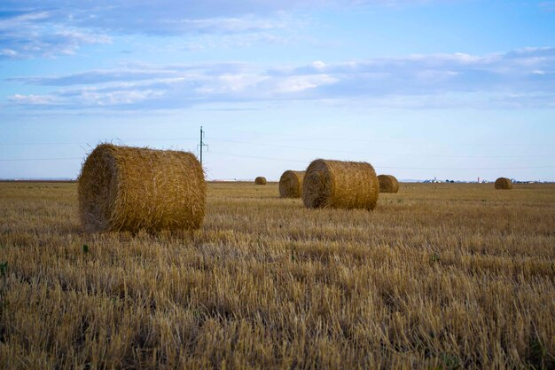 Western Australia produces about 10 million tonnes of wheat straw annually