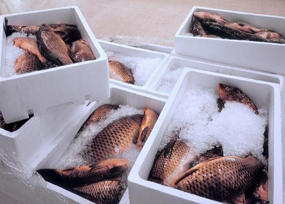 Traditional polystyrene boxes are being phased out under WA’s plastic ban.