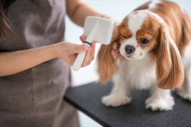 Pet Grooming in Kolkata