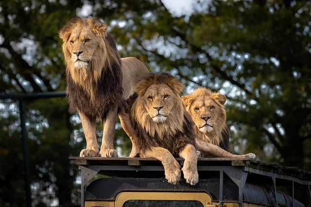 Amboseli National Park packages