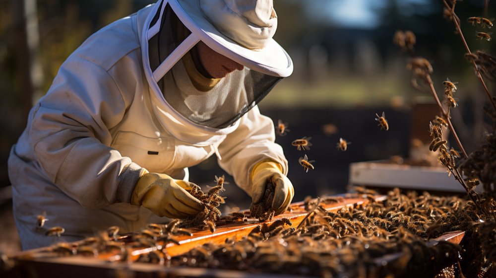 Bee Infestation