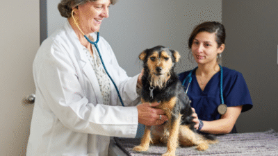 Indianapolis Veterinarian Jobs