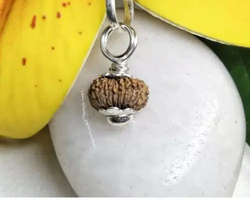 17 mukhi indonesian rudraksha