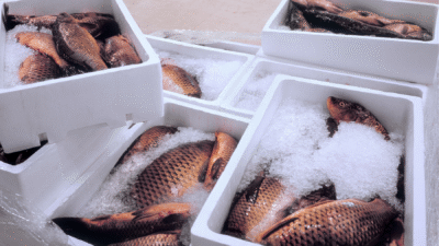 Western Australia’s seafood industry