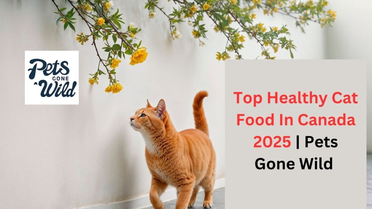 Top Healthy Cat Food