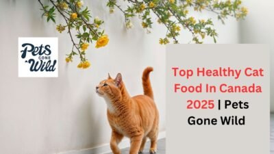 Top Healthy Cat Food